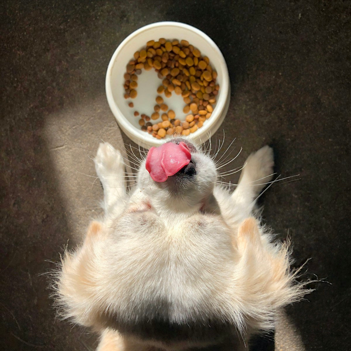 Cat eating wet food