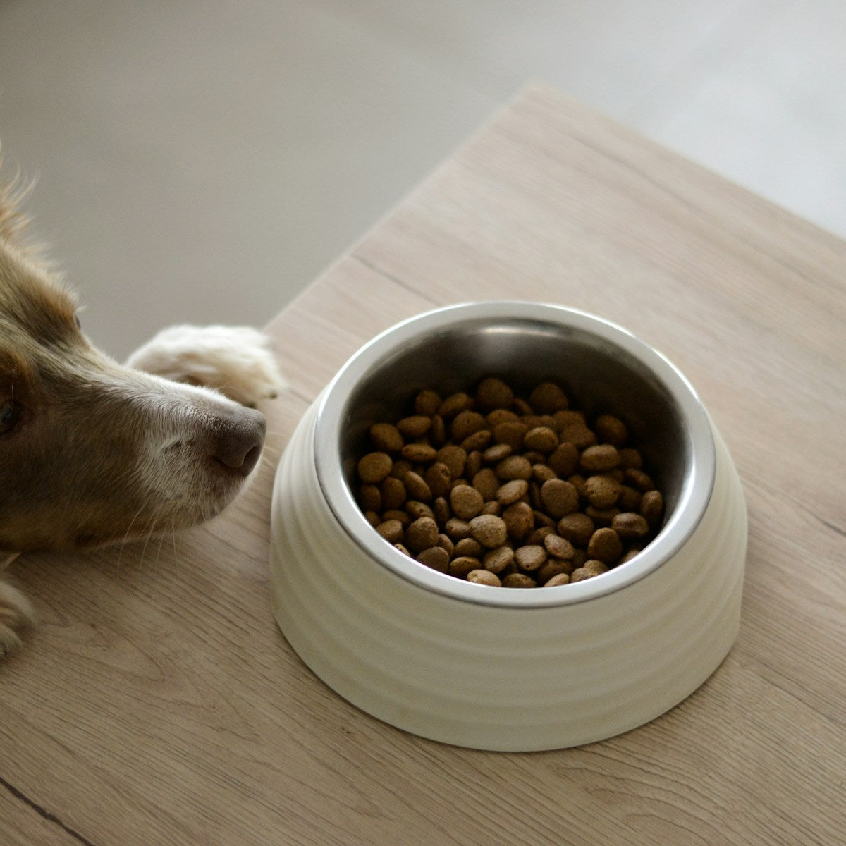 Bowl of fresh dog food