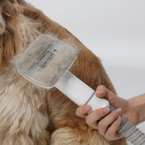 Dog being bathed